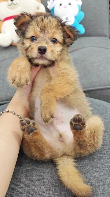 Bé trai Nhật lai xin chào sen yêu ạ😁🐾😍. Mua bán Chó tại Huyện Hóc Môn Tp Hồ Chí Minh được đăng bởi Ánh Dương Pet hình 1
