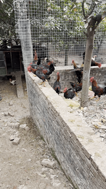Gà ta thả vườn. Mua bán Gà tại Huyện Đan Phượng Hà Nội được đăng bởi Gà Ta Thả Vườn Hà Tây hình 1