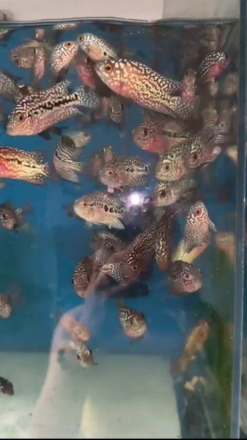 Cá La Hán Kamfa GB hai tone. Mua bán Thú cưng khác tại Quận 6 Tp Hồ Chí Minh được đăng bởi Julie Trang Nguyen hình 1