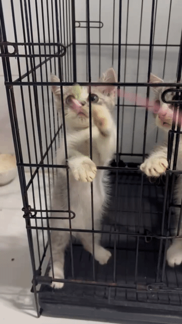 Mèo Anh lông ngắn munchkin tabby chân lùn. Mua bán Mèo tại Quận 8 Tp Hồ Chí Minh được đăng bởi Tường Vy hình 1
