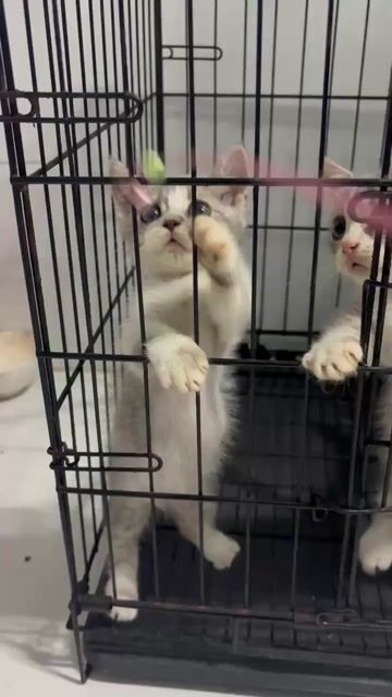 Mèo Anh lông ngắn munchkin tabby chân lùn. Mua bán Mèo tại Quận 8 Tp Hồ Chí Minh được đăng bởi Tường Vy hình 1