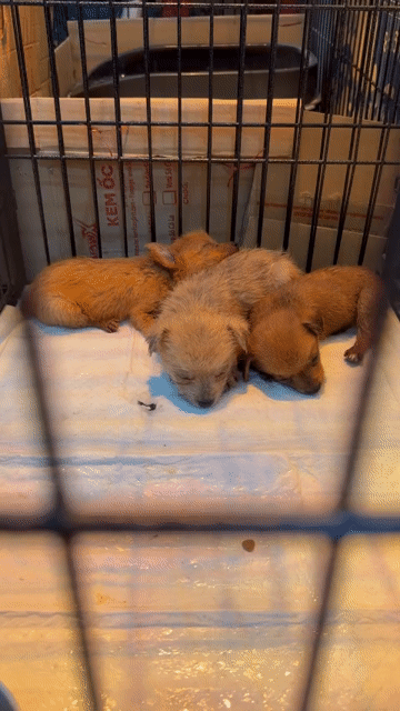 Chó Chihuahua lai Phốc 1 tháng tuổi. Mua bán Chó tại Quận Cẩm Lệ Đà Nẵng được đăng bởi BabyPeony hình 1