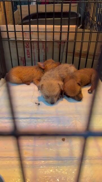 Chó Chihuahua lai Phốc 1 tháng tuổi. Mua bán Chó tại Quận Cẩm Lệ Đà Nẵng được đăng bởi BabyPeony hình 1