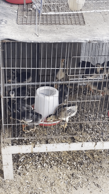 Gà chọi rặc. Mua bán Gà tại Huyện Hòa Thành Tây Ninh được đăng bởi Truong  Chi Hung hình 1