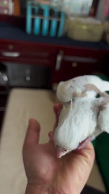 Vẹt Cockatiel Trắng Nâu Hơn 1 tháng. Mua bán Chim tại Quận Bình Tân Tp Hồ Chí Minh được đăng bởi Nguyễn Giang hình 1