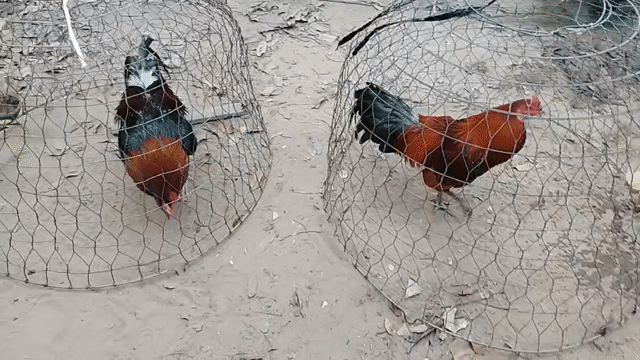 Gà tơ 3k5,và cặp 2kg2 gl gà mái ô. Mua bán Gà tại Huyện Châu Thành Đồng Tháp được đăng bởi Sandy Nguyễn hình 1