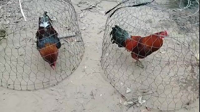 Gà tơ 3k5,và cặp 2kg2 gl gà mái ô. Mua bán Gà tại Huyện Châu Thành Đồng Tháp được đăng bởi Sandy Nguyễn hình 1