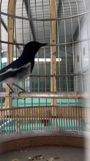 Chim  choè than trống 2 mùa đen trắng. Mua bán Chim tại Huyện Tịnh Biên An Giang được đăng bởi Tuan Nguyen hình 1