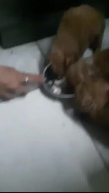 Chó Poodle 1 tháng tuổi bán rẻ. Mua bán Chó tại Quận 12 Tp Hồ Chí Minh được đăng bởi Le Thi Kim Phuc hình 1