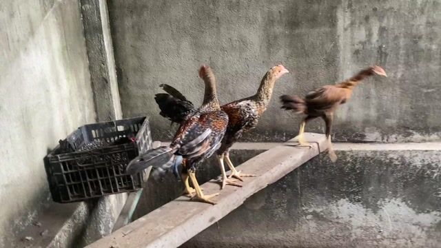 Gà Mỹ Peru Komodom 3 tháng. Mua bán Gà tại Thị xã Bến Cát Bình Dương được đăng bởi Vương Tài hình 1
