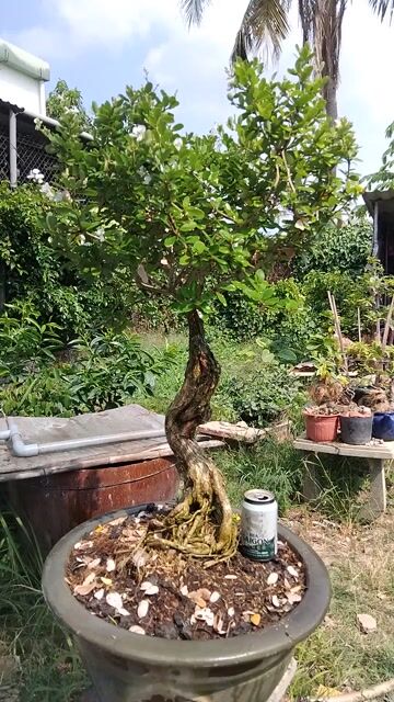 Linh sam đang hoa đế đẹp.. Mua bán Cây cảnh, đồ trang trí tại Quận 12 Tp Hồ Chí Minh được đăng bởi ĐẠT hình 1