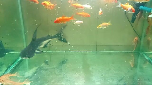 Cá thành cát tư hãn 31cm. Mua bán Thú cưng khác tại Thành phố Thủ Đức Tp Hồ Chí Minh được đăng bởi trần thị thảo giang hình 1