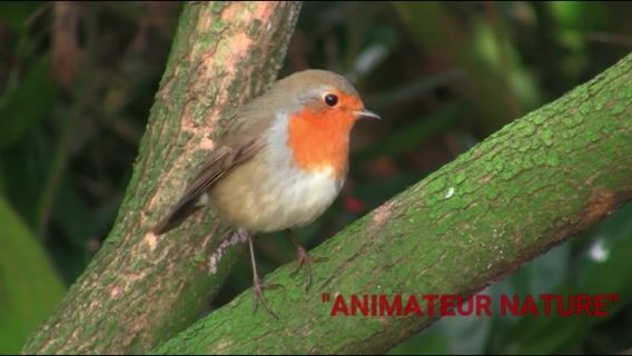 Animateur Nature