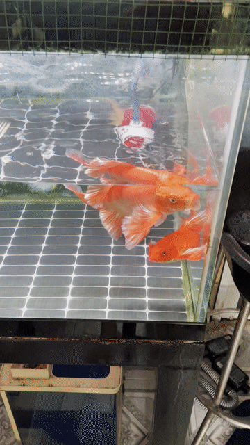 Cá chép phi tần Đỏ loang 23cm. Mua bán Thú cưng khác tại Quận Gò Vấp Tp Hồ Chí Minh được đăng bởi Khoa Nguyễn hình 1