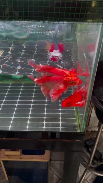 Cá chép phi tần Đỏ loang 23cm. Mua bán Thú cưng khác tại Quận Gò Vấp Tp Hồ Chí Minh được đăng bởi Khoa Nguyễn hình 1