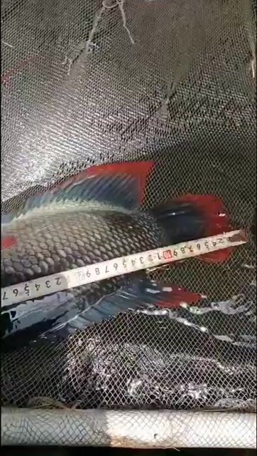 Cá cảnh Hồng Kỳ Phát Tài 40cm. Mua bán Thú cưng khác tại Huyện Mỹ Xuyên Sóc Trăng được đăng bởi Trac hình 1