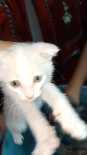 Mèo con Đực Cái Khỏe mạnh. Mua bán Mèo tại Huyện Hóc Môn Tp Hồ Chí Minh được đăng bởi Tên chưa cung cấp hình 1