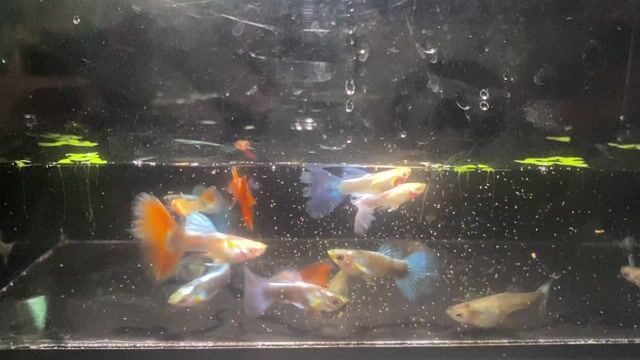 Cá Guppy Thủy sinh Khỏe mạnh 25k/10 cá. Mua bán Thú cưng khác tại Thành phố Thủ Đức Tp Hồ Chí Minh được đăng bởi Lê Đào Anh Vũ hình 1