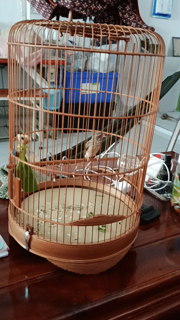 Chim và lồng như hình. Mua bán Chim tại Quận 12 Tp Hồ Chí Minh được đăng bởi Trâm Nguyên Hoang hình 1