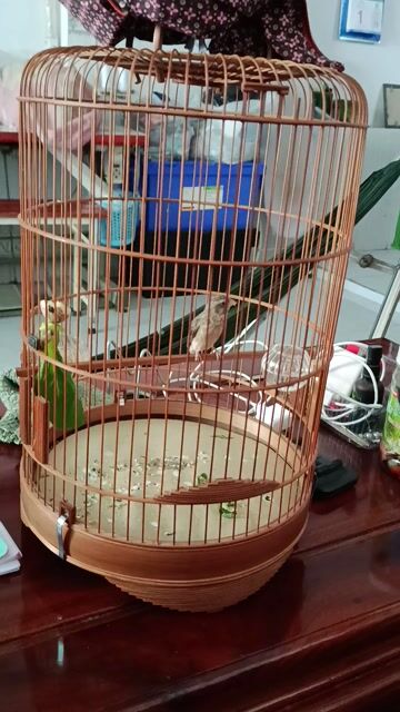 Chim và lồng như hình. Mua bán Chim tại Quận 12 Tp Hồ Chí Minh được đăng bởi Trâm Nguyên Hoang hình 1