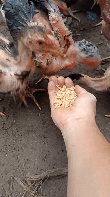 Bán gà chọi con. Mua bán Gà tại Thành phố Thuận An Bình Dương được đăng bởi Thanh hình 1