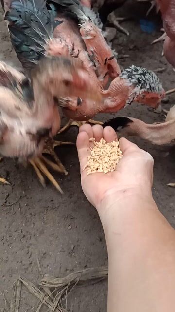 Bán gà chọi con. Mua bán Gà tại Thành phố Thuận An Bình Dương được đăng bởi Thanh hình 1