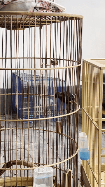 Chim Hút mật 5m bụng trắng 3 mùa. Mua bán Chim tại Quận Cẩm Lệ Đà Nẵng được đăng bởi Phan Son hình 1