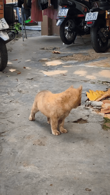 Chó Mông Cộc Vện Vàng Vằn Đẹp Có Đốm Lưỡi Chuẩn. Mua bán Chó tại Quận Gò Vấp Tp Hồ Chí Minh được đăng bởi Shop SH Và Chó Cộc Sài Gòn hình 1