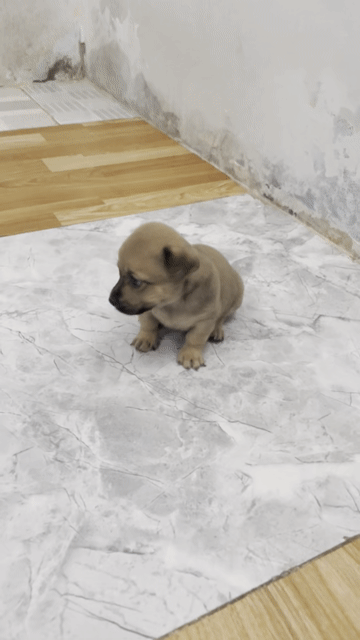 Chó chihuahua lai lông dài nhỏ nhắn dễ thương. Mua bán Chó tại Quận Bình Tân Tp Hồ Chí Minh được đăng bởi Nguyen Kiet hình 1