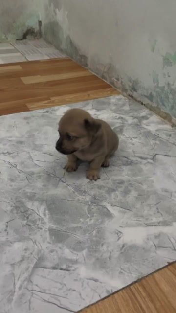 Chó chihuahua lai lông dài nhỏ nhắn dễ thương. Mua bán Chó tại Quận Bình Tân Tp Hồ Chí Minh được đăng bởi Nguyen Kiet hình 1