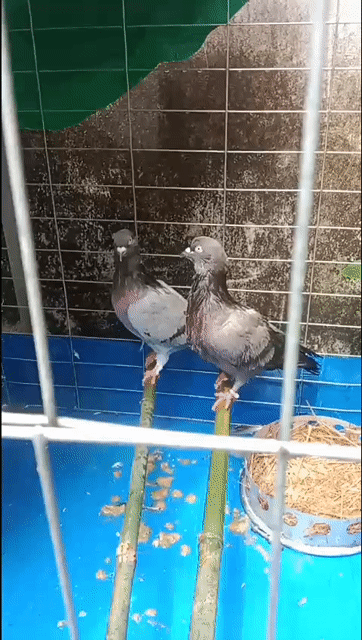 Chim bồ câu gà nhiều màu. Mua bán Chim tại Huyện Long Hồ Vĩnh Long được đăng bởi Duong Hoang An hình 1