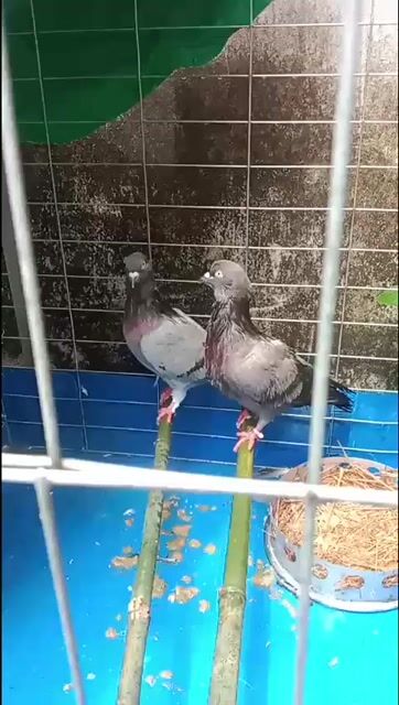 Chim bồ câu gà nhiều màu. Mua bán Chim tại Huyện Long Hồ Vĩnh Long được đăng bởi Duong Hoang An hình 1