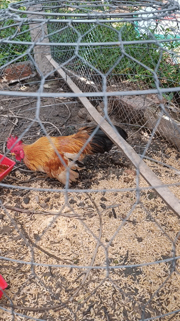 Gà tre Lông sáng 2 năm tuổi. Mua bán Gà tại Thành phố Sa Đéc Đồng Tháp được đăng bởi Võ Tấn hình 1