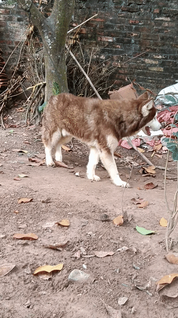 Husky đực nâu đỏ. Mua bán Chó tại Thị xã Duy Tiên Hà Nam được đăng bởi Vũ Văn Tính hình 1