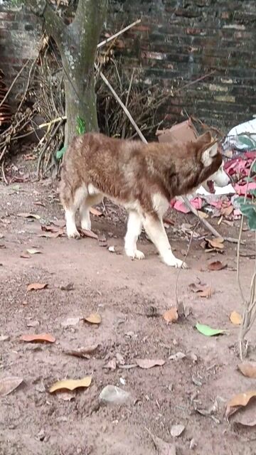 Husky đực nâu đỏ. Mua bán Chó tại Thị xã Duy Tiên Hà Nam được đăng bởi Vũ Văn Tính hình 1