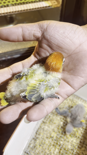 Vẹt Lovebird Nhiều màu. Mua bán Chim tại Quận Gò Vấp Tp Hồ Chí Minh được đăng bởi Phương Mai hình 1