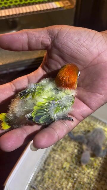 Vẹt Lovebird Nhiều màu. Mua bán Chim tại Quận Gò Vấp Tp Hồ Chí Minh được đăng bởi Phương Mai hình 1