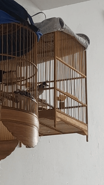 Chim cảnh đã thuần giọng Hay. Mua bán Chim tại Quận Hải Châu Đà Nẵng được đăng bởi Nguyễn Tân hình 1