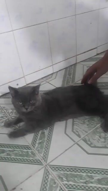 Mèo lông ngắn đực trên 6 tháng. Mua bán Mèo tại Quận 12 Tp Hồ Chí Minh được đăng bởi long Nguyen hoang hình 1