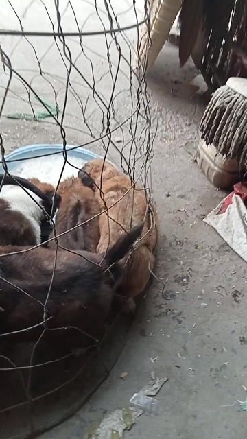 Chó cỏ nhiều màu đã biết ăn. Mua bán Chó tại Quận 12 Tp Hồ Chí Minh được đăng bởi Tu Nguyễn anh hình 1