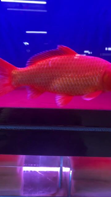 Cá chép Phi tần Đỏ dài hơn gang tay. Mua bán Thú cưng khác tại Quận Tân Phú Tp Hồ Chí Minh được đăng bởi Nguyễn Phong hình 1