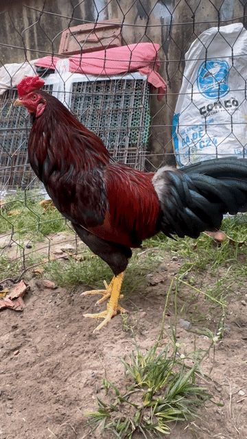 Gà điều mật mồng dâu đứng 7,5 tháng trạng đá 2,6kg. Mua bán Gà tại Quận 12 Tp Hồ Chí Minh được đăng bởi AV AV hình 1