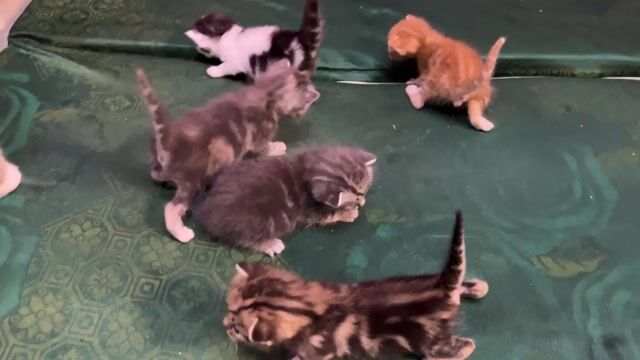 Mèo Tappy chân lửng 56 ngày. Mua bán Mèo tại Quận 11 Tp Hồ Chí Minh được đăng bởi Vi Milk hình 1