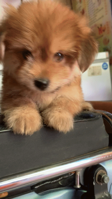 BÉ POODLE LAI PHỐC SÓC 2 THÁNG. Mua bán Chó tại Quận Hoàng Mai Hà Nội được đăng bởi HÀ UYỂN NHI  hình 1