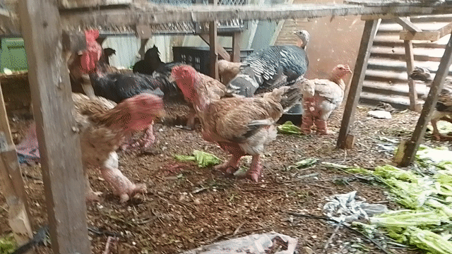 Gà tây giống trống mái Đen nâu trắng. Mua bán Gà tại Quận 8 Tp Hồ Chí Minh được đăng bởi Phuc Thinh hình 1