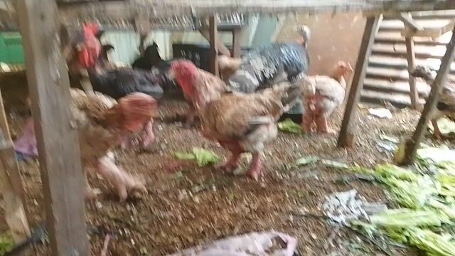 Gà tây giống trống mái Đen nâu trắng. Mua bán Gà tại Quận 8 Tp Hồ Chí Minh được đăng bởi Phuc Thinh hình 1