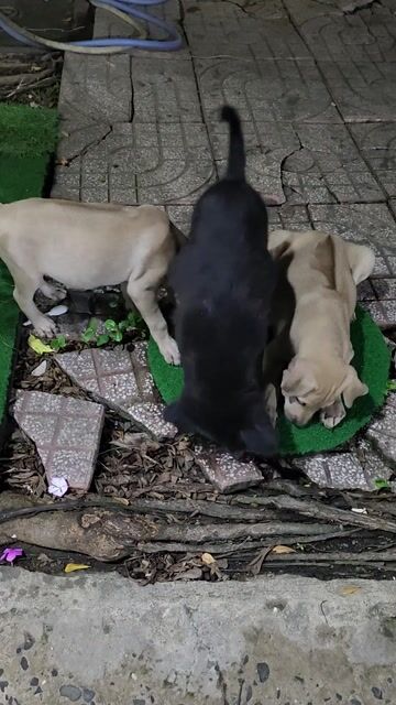 Tìm nhà mới cho các bé cún. Mua bán Chó tại Huyện Nhà Bè Tp Hồ Chí Minh được đăng bởi Nguyễn Thị Vân hình 1
