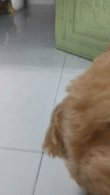 Chó Poodle đực 1 tuổi mini 3.5ký. Mua bán Chó tại Thành phố Thủ Đức Tp Hồ Chí Minh được đăng bởi minh thì phương  hình 1