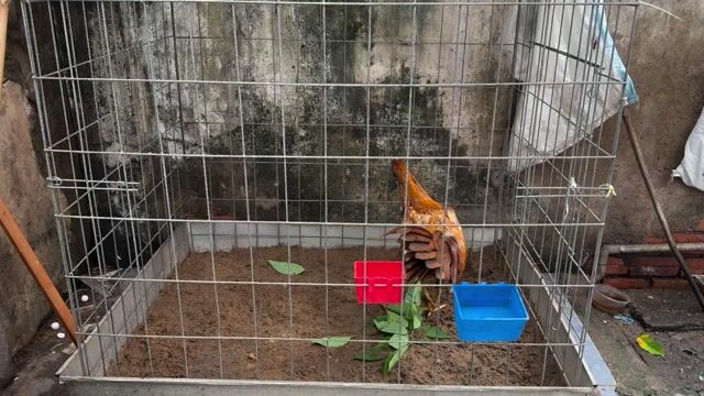 Gà chọi Nâu vàng 5 tháng. Mua bán Gà tại Quận 8 Tp Hồ Chí Minh được đăng bởi Tấn Sang hình 1