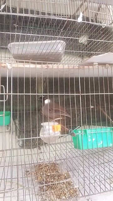 Chim cảnh Xám đen cái. Mua bán Chim tại Quận Gò Vấp Tp Hồ Chí Minh được đăng bởi Tý Hoa hình 1